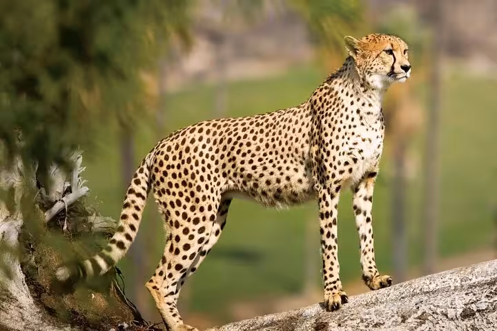 Elegant cheetah standing on a tree at Cheetah Outreach Firgrove, offering a unique wildlife experience.