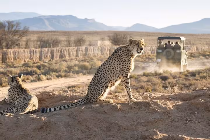 Cheetahs resting near a safari vehicle at Aquila, offering an exciting glimpse into African wildlife on a thrilling tour.