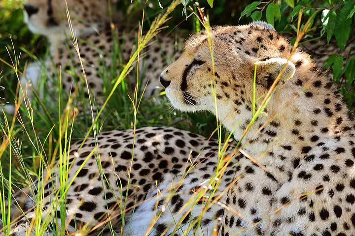 Resting cheetahs in the Masai Mara's lush grassland, highlighting the wildlife experience on the 4-day safari.