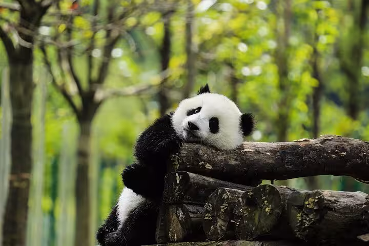 Cute panda resting on logs in a verdant Chengdu sanctuary, highlighting wildlife exploration on a customized city tour.