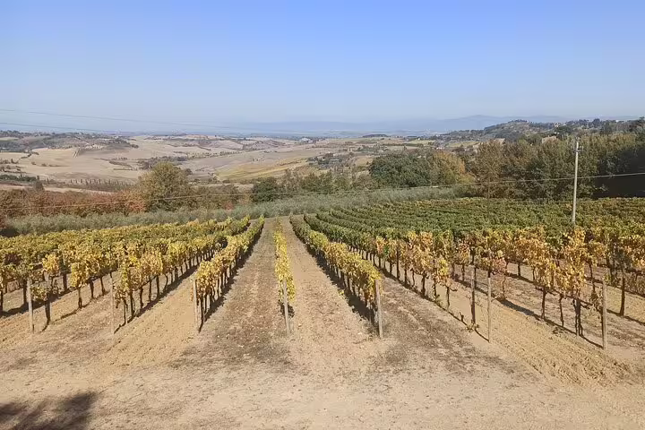 Neat rows of Chianti and Brunello vines in a sunlit Tuscan vineyard overlooking the scenic hills around Montalcino, Italy