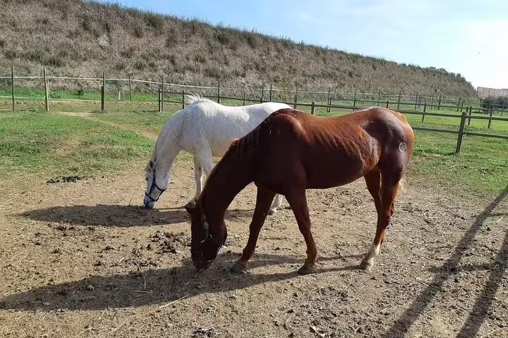 Two horses grazing in a Tuscan farm paddock visited during Chianti Classico Black Rooster and Super Tuscan countryside tour
