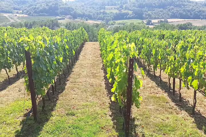 Sun-drenched rows of Chianti Classico vines in rolling Tuscan hills, visited on a Super Tuscan wine tasting tour