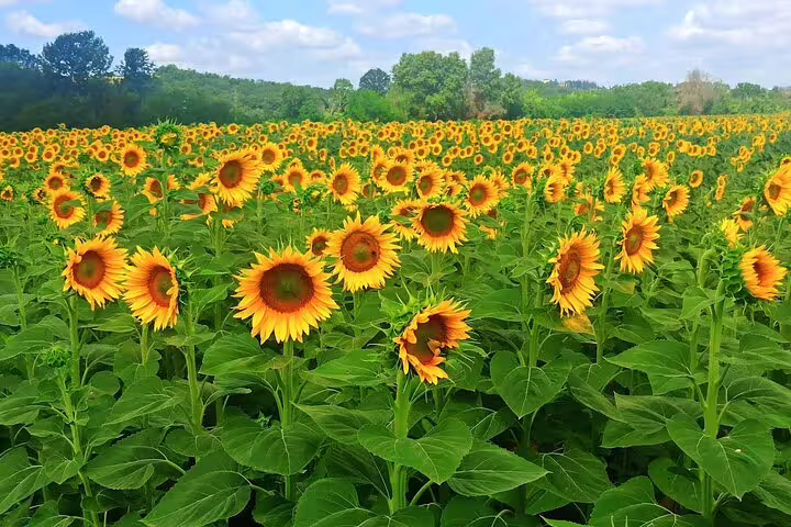 Vast sunflower field in the Tuscan countryside, a scenic stop on the Chianti Classico Black Rooster wine tour