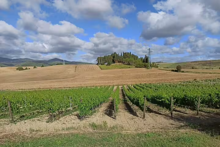 Scenic Tuscan vineyard near Chianti, with green vines, rolling hills and cypress trees on a Chianti Classico wine tour route
