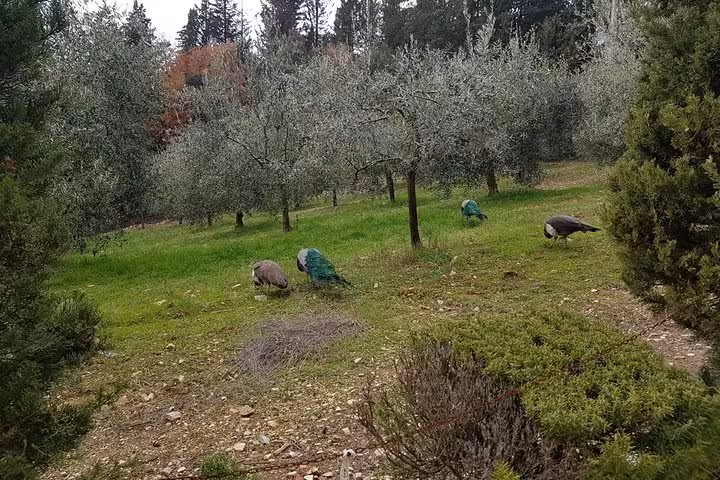Olive grove landscape in Chianti near Castellina, scenic stop on Tuscany wine tasting day trip from Rome