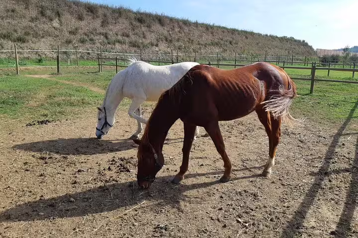 Two horses grazing in a sunny Tuscan pasture during an exclusive Chianti and San Gimignano wine tour experience