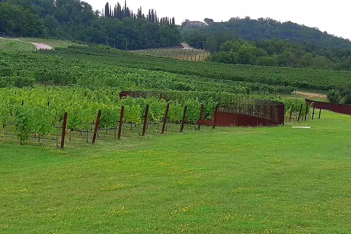 Lush Chianti vineyard and rolling Tuscan hills seen on an exclusive San Gimignano wine tasting and lunch tour