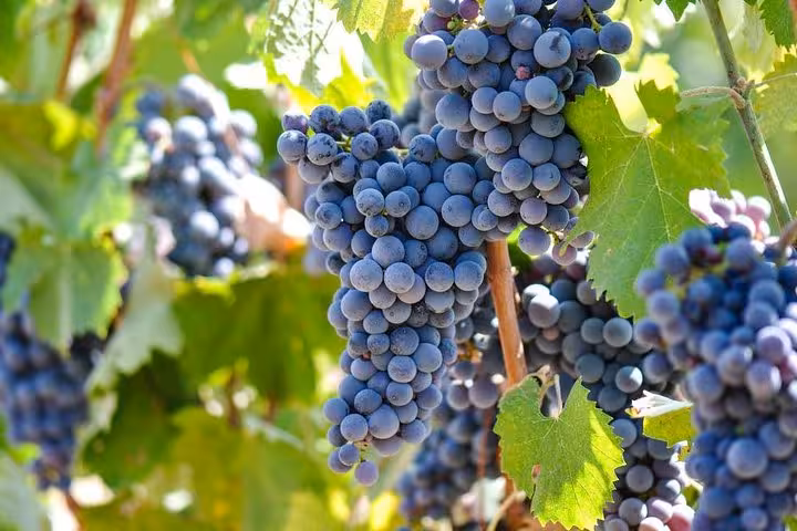 Lush Chianti vineyard with ripe purple grapes under the Tuscan sun on a private shore excursion from Livorno port.