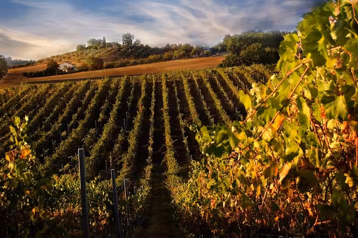 Lush Chianti vineyard under a vibrant sky, showcasing the ideal location for a private wine tour and tasting adventure.