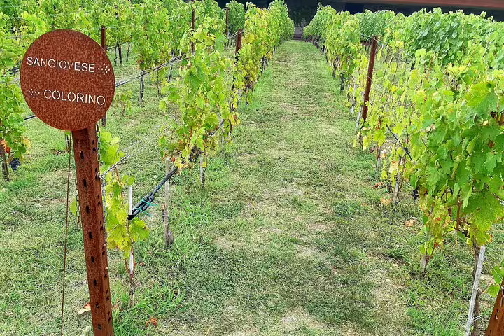Sangiovese and Colorino grapevines lining a lush Chianti vineyard, featured on an exclusive wine tour from Florence