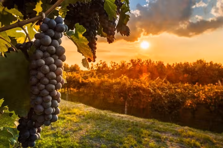 Lush Chianti vineyard at sunset, showcasing ripe grapes ready for a wine tasting tour and dinner experience.