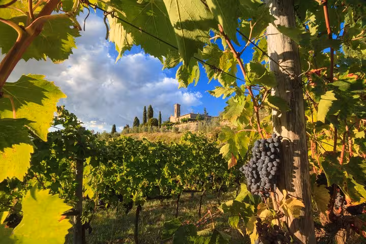 Vibrant Chianti vineyard with ripe grapes and a distant view of a Tuscan hilltop town under a dramatic sky.