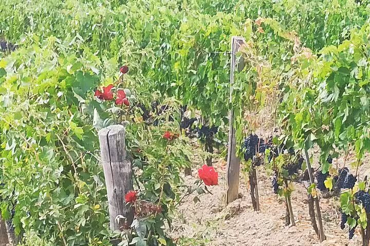 Chianti vineyard rows with red roses and dark grape clusters, showcasing scenic Tuscan terroir for wine and cooking tours