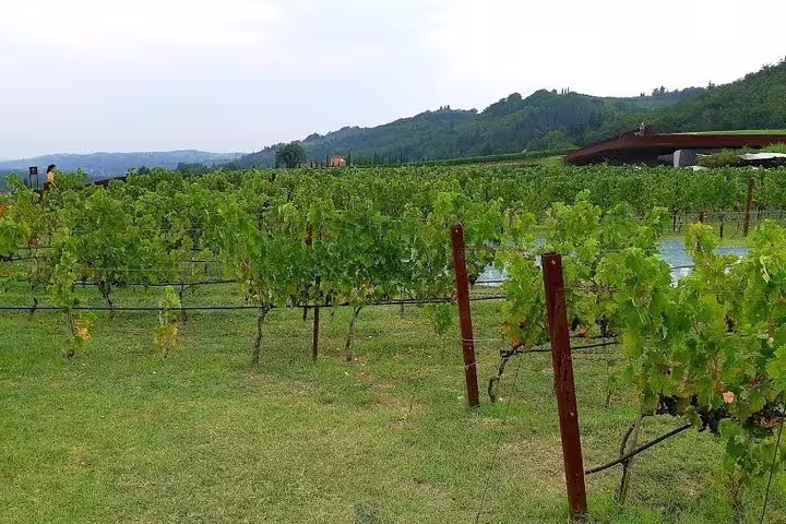Guided walk through lush Chianti vineyards with rolling Tuscan hills, ideal for wine tasting and farm-to-table cooking tours