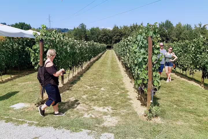 Small group walking through sunlit Chianti vineyard rows during a guided wine country ramble near Florence, Italy
