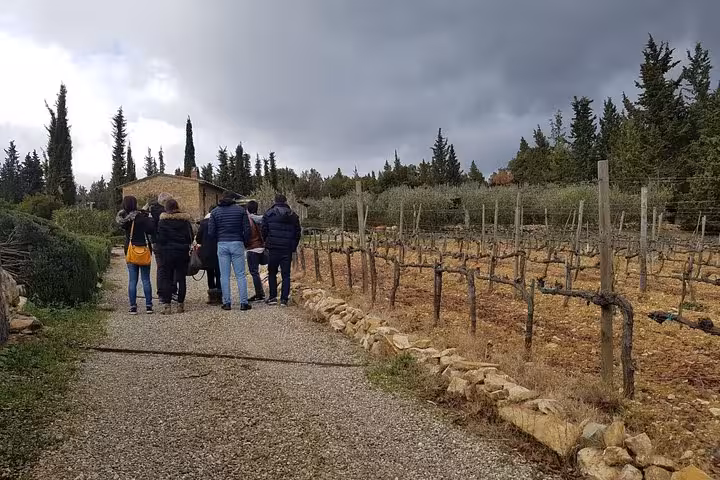 Small group walks through Chianti vineyard near Castellina on Tuscany wine tasting day trip from Rome