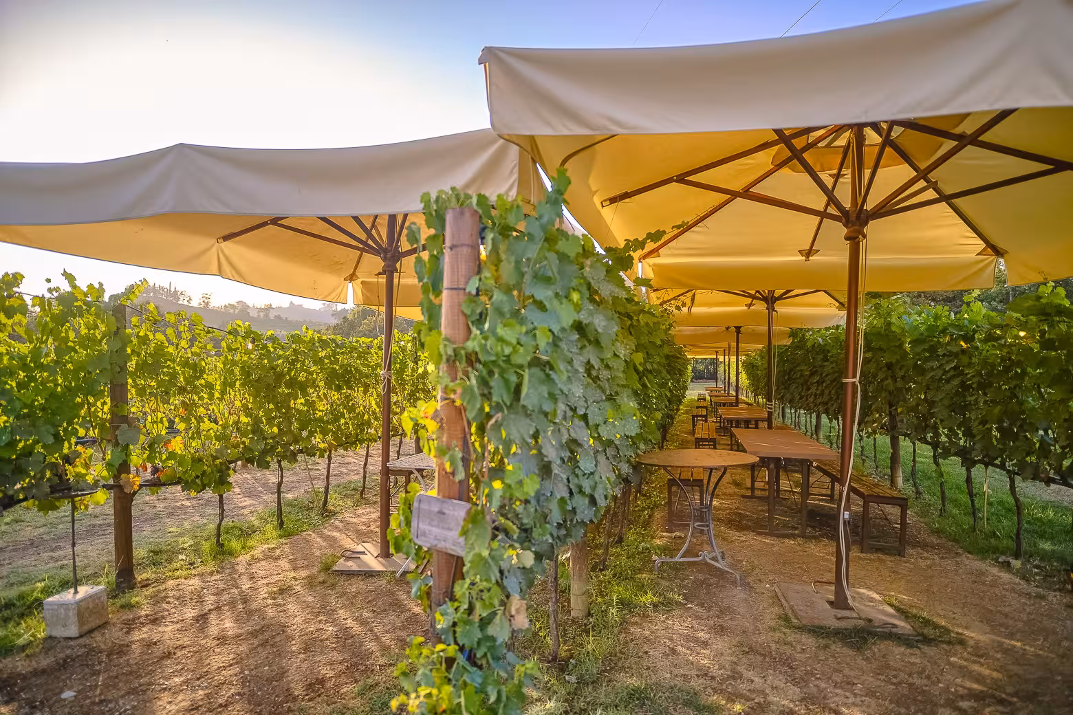 Sunlit vineyard in Chianti with shaded outdoor dining tables for a small-group winery tour and tasting experience.