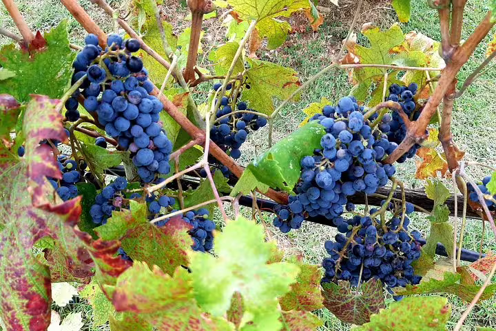 Ripe purple grapes hanging on Chianti vines, ready for harvest on an exclusive San Gimignano wine tasting tour