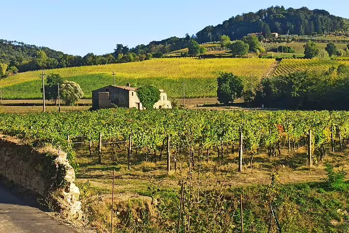 Traditional farmhouse among golden vineyards in Chianti countryside, captured during an exclusive wine tasting day trip