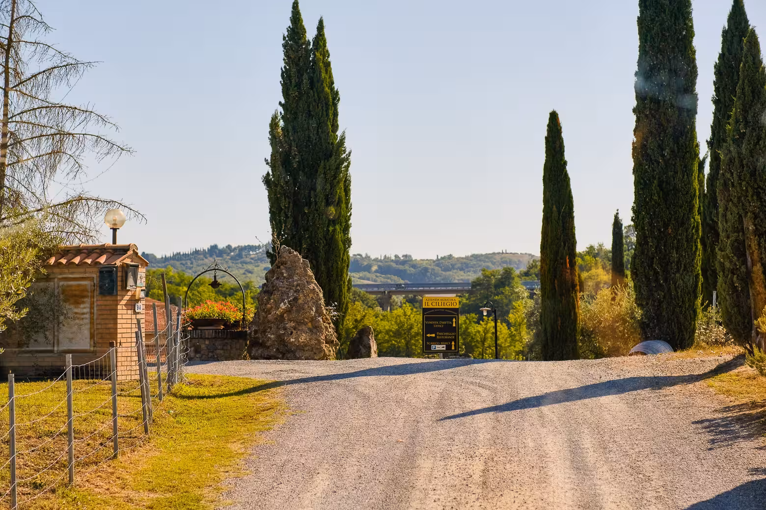Scenic entrance to a Chianti winery lined with tall cypress trees, ideal for private tours from Florence.