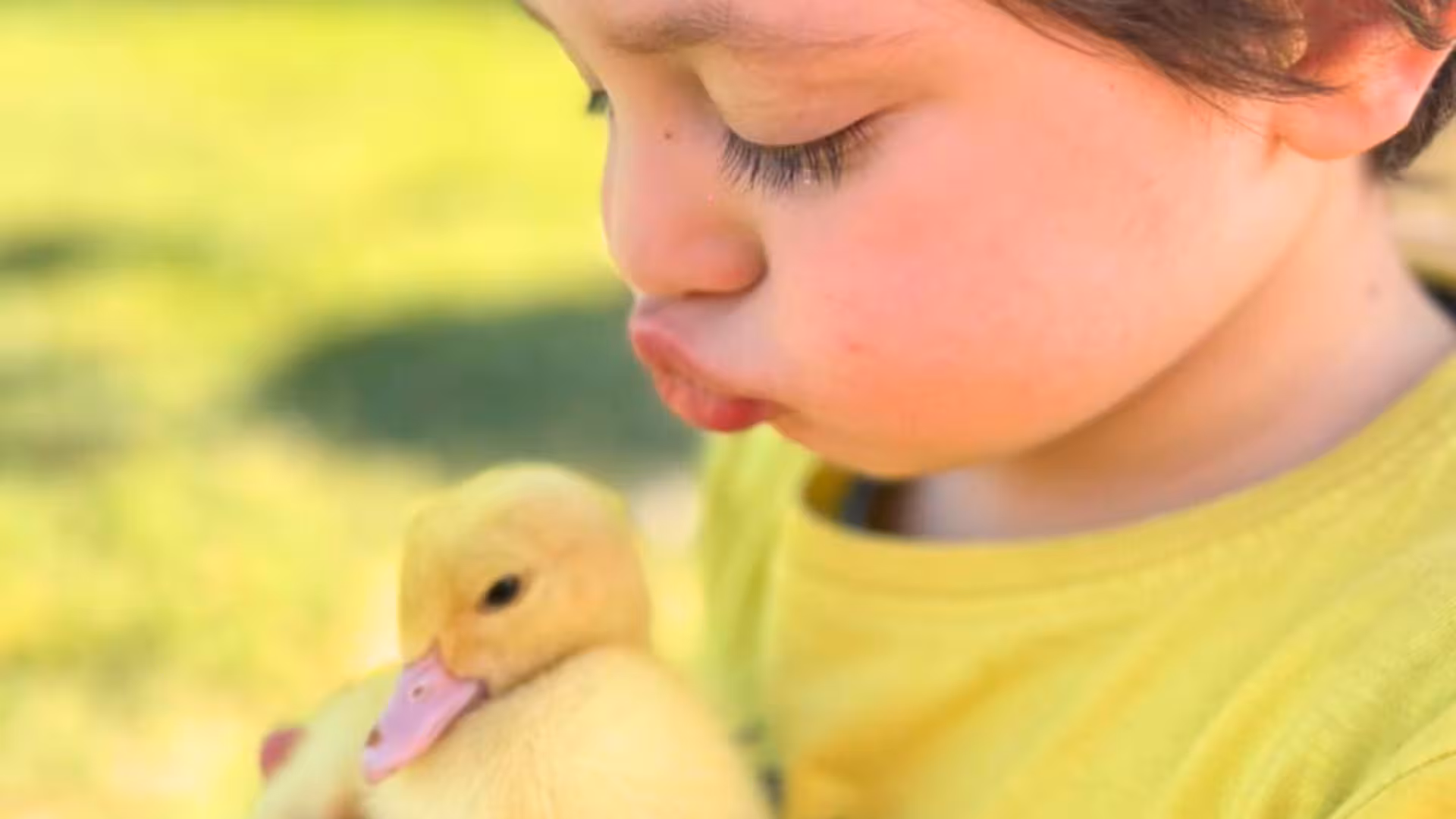 Child in yellow shirt cuddling a cute duckling at Olbia farm picnic with animals.