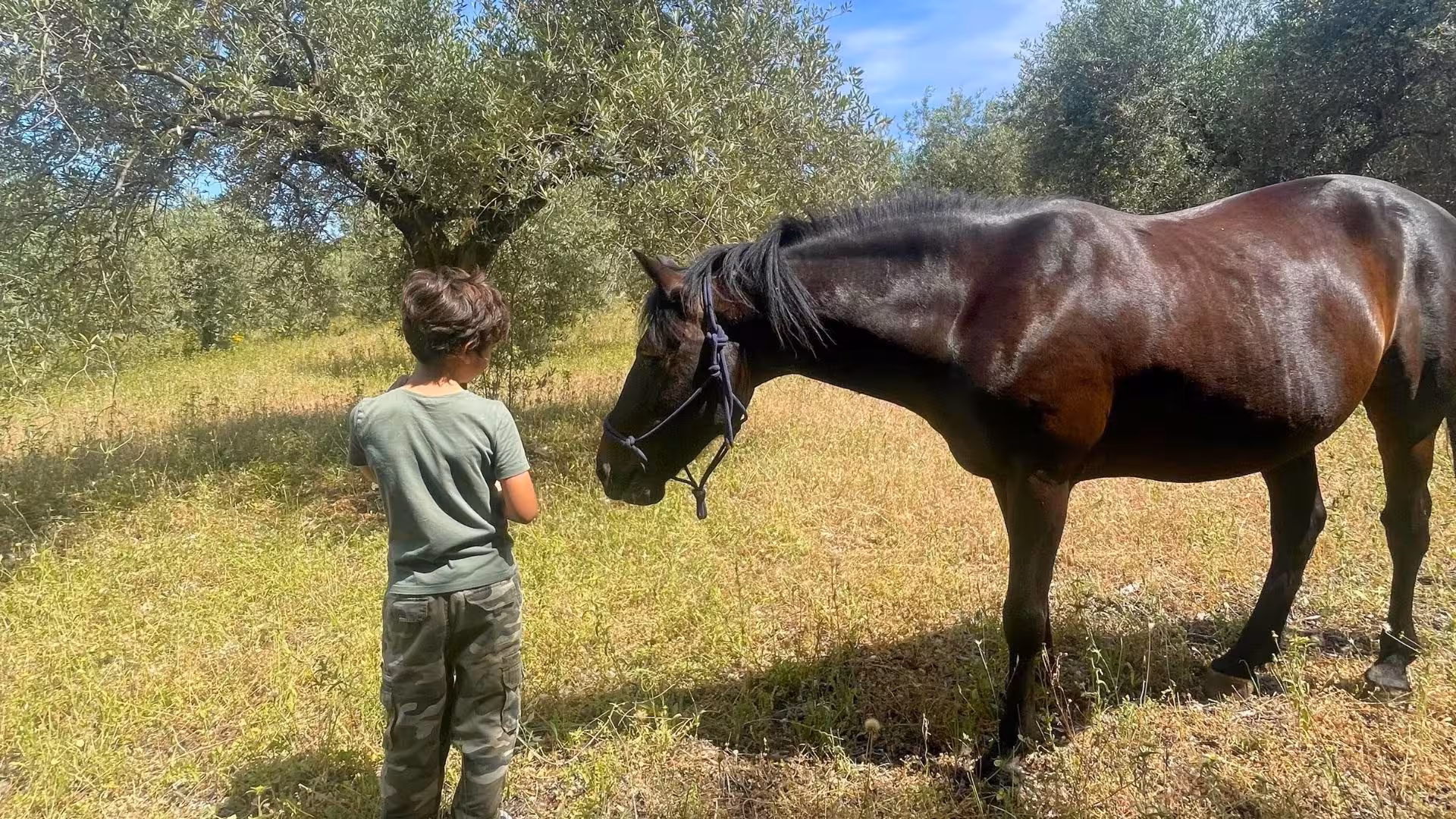 Child meeting a horse in a sunny olive grove, perfect for first riding experience in Dorgali.