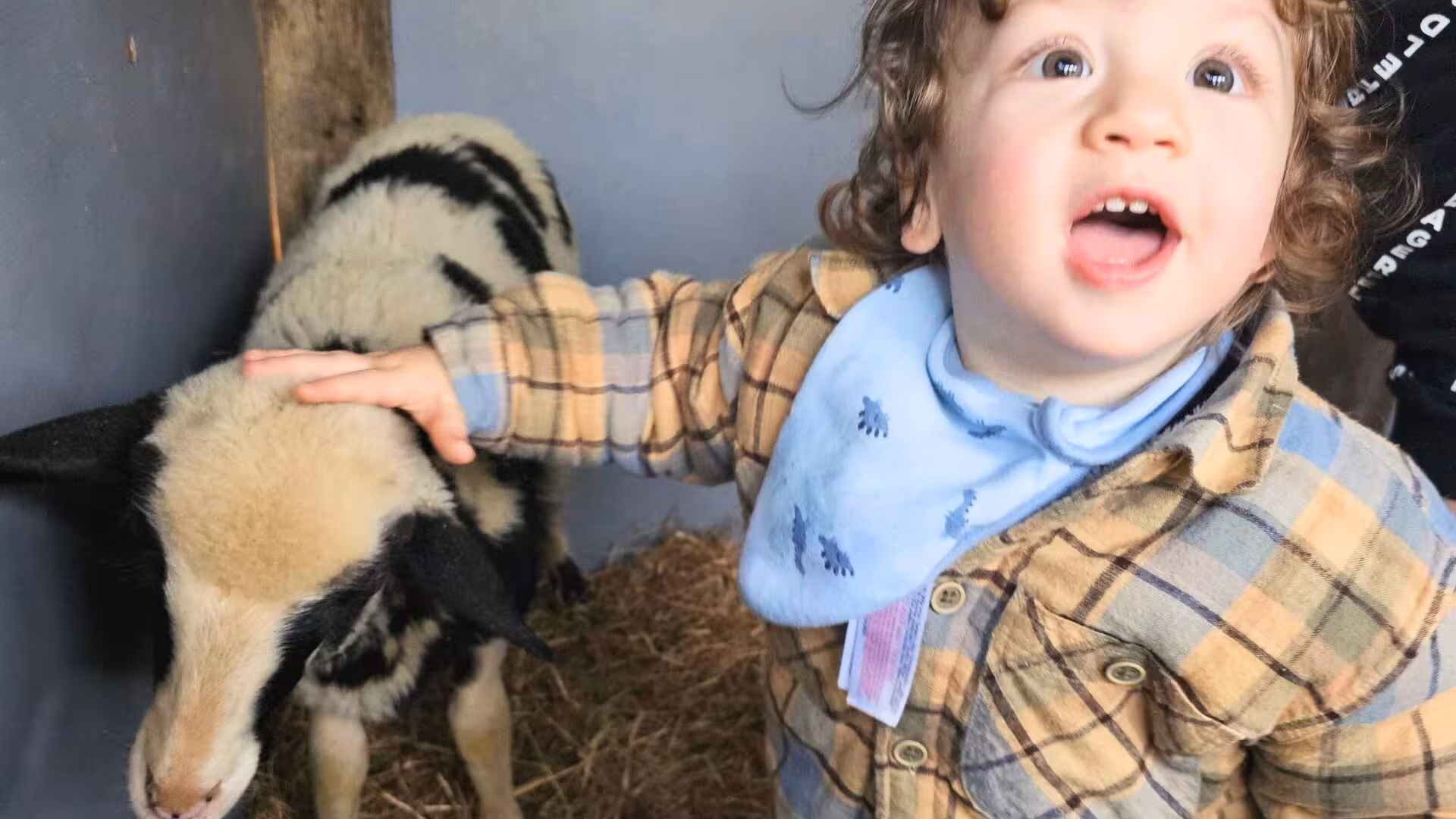 Child petting a sheep in Olbia, showcasing the authentic wool supply chain experience.