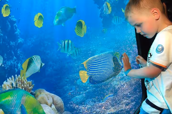Child watching colorful Red Sea fish through window on Sharm El-Sheikh semi submarine underwater tour