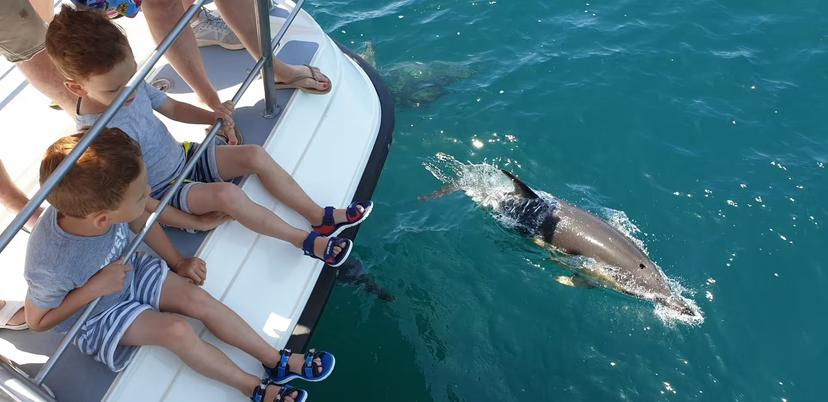 Young children sit on a catamaran edge watching a wild dolphin swim closely alongside during an exciting dolphin watching boat tour