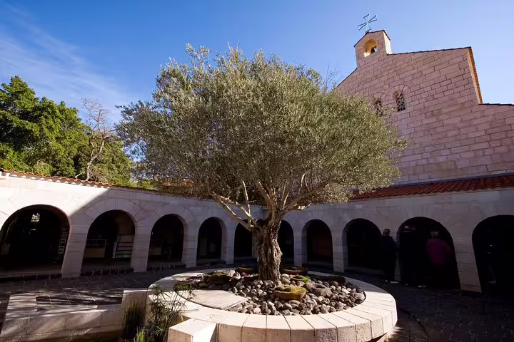 Courtyard olive tree at the Church of the Annunciation in Nazareth on a private day trip from Tel Aviv