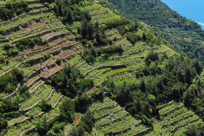 Verdant terraced vineyards on steep coastal hills above the Ligurian Sea, explored on a private Cinque Terre wonderland day tour