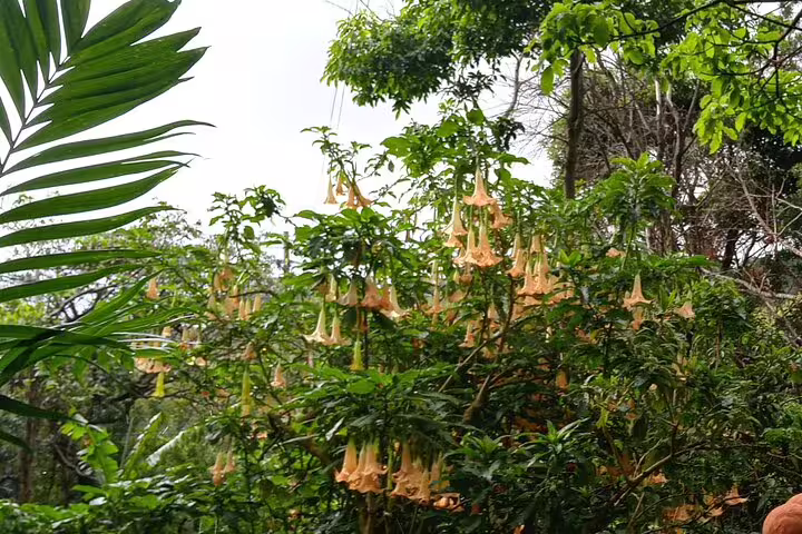 Lush greenery with blooming trumpet flowers in Cloud Forest, ideal for nature lovers on Curi-Cancha tours.