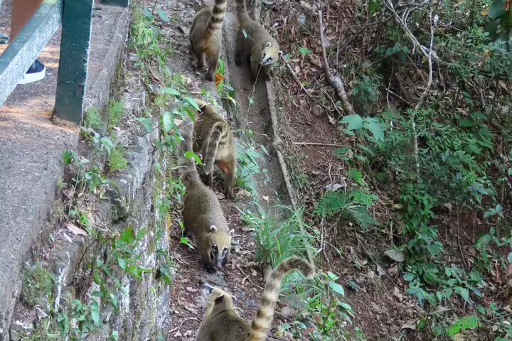 Group of coatis exploring the lush forest floor near Iguazu Falls, highlighting the diverse wildlife of Foz do Iguaçu.