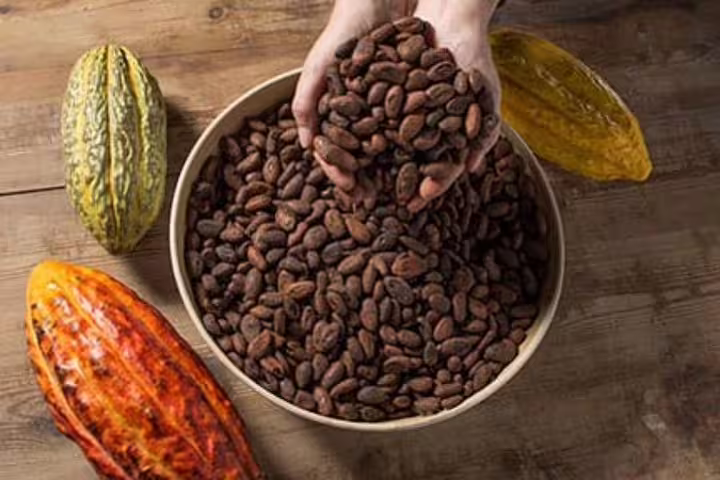 Hands holding cocoa beans over a bowl, surrounded by vibrant cocoa pods, highlighting the chocolate-making process.
