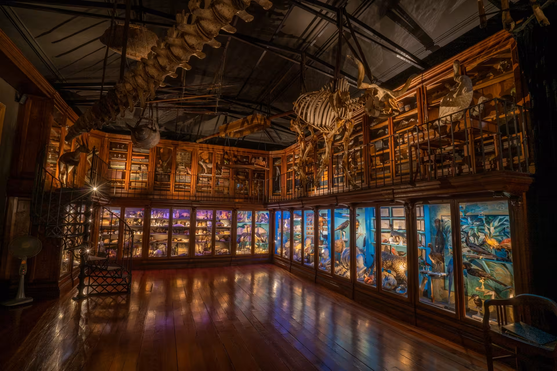 Diverse animal exhibits and skeletons in Coimbra University's Natural History Museum's grand hall.