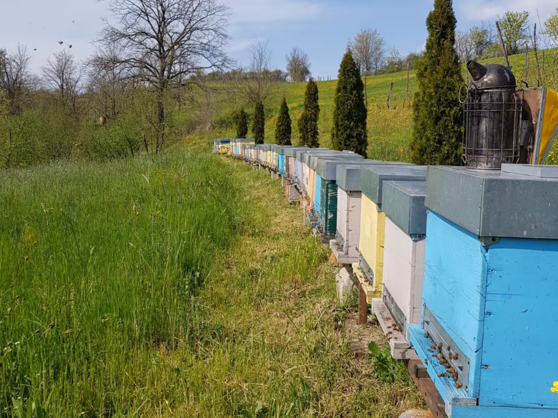 Row of colorful beehives in a lush Monferrato landscape, perfect for a beekeeping and honey tasting adventure.