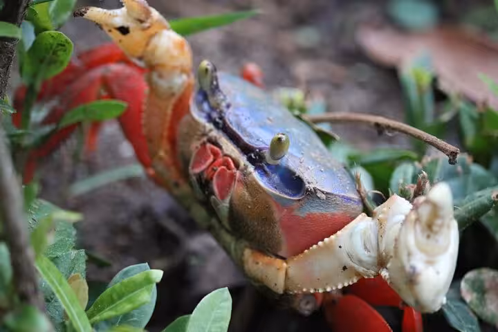 Colorful crab among lush greenery in Manuel Antonio National Park, highlighting Costa Rica's diverse wildlife.