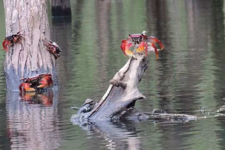 Colorful crabs on driftwood in serene mangrove waters, featured in Paraty Tours kayak tour.