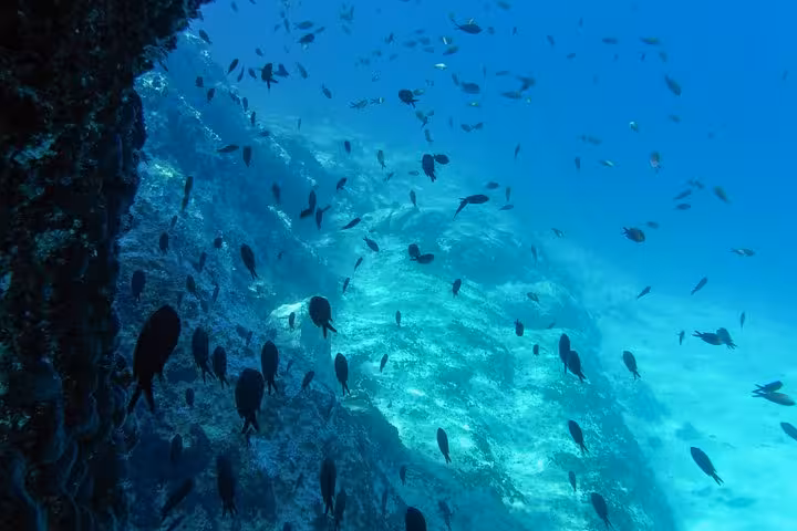 Colorful fish over rocky seabed in the Saronic Gulf during an Athens all-day cruise island swim break