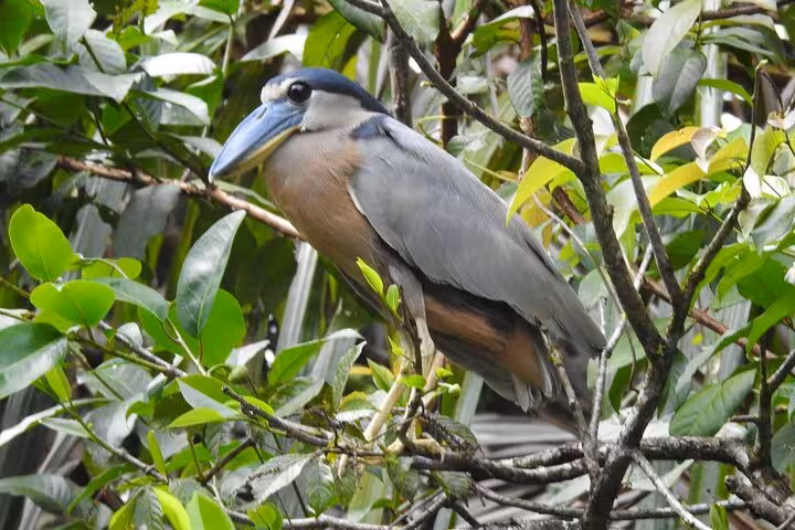 Colorful heron perched on lush green foliage along Rio Frio during a vibrant boat safari wildlife tour.