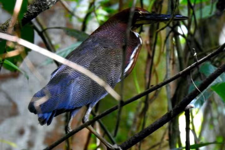 Close-up of a colorful heron perched amidst lush greenery on the Wildlife Safari Boat Tenorio bird watching tour.