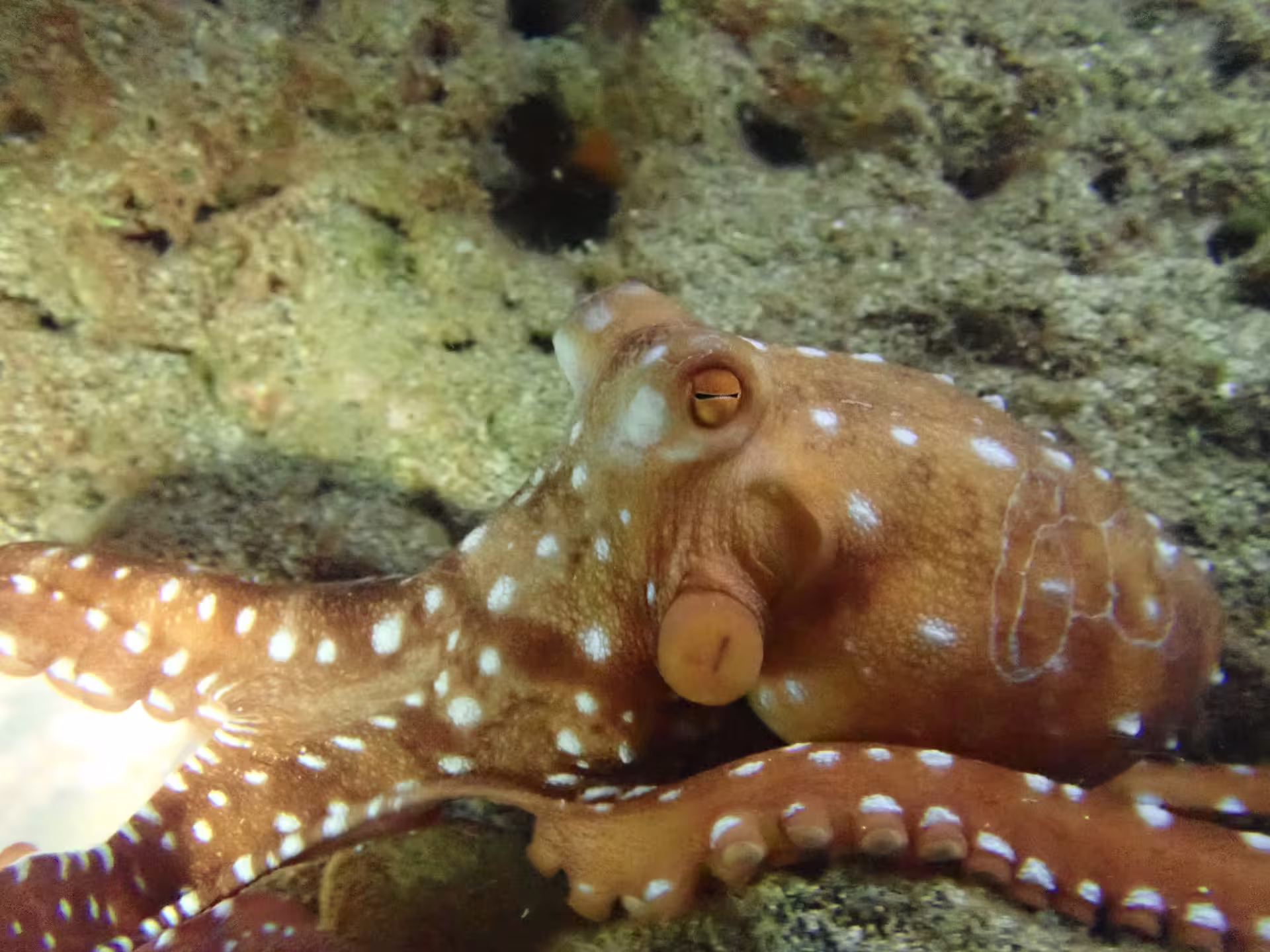 Colorful octopus illuminated during a private night snorkeling adventure showcases vibrant marine life and unique underwater experiences.
