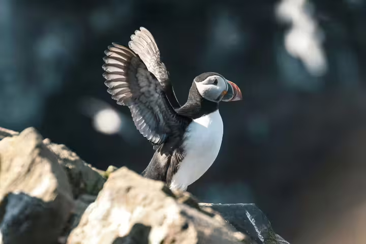 Colorful puffin spreading wings on rocky cliff, perfect for whale and puffin tour enthusiasts exploring coastal wildlife.