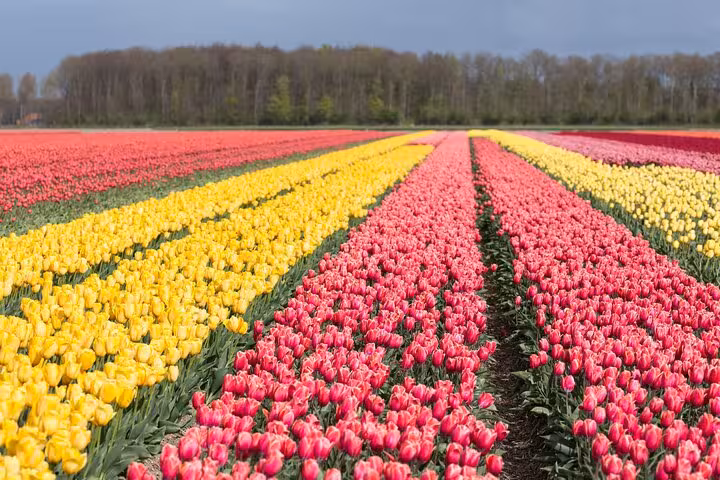 Colorful tulip fields in Noordoostpolder on day trip from Amsterdam, with red and yellow rows in bloom
