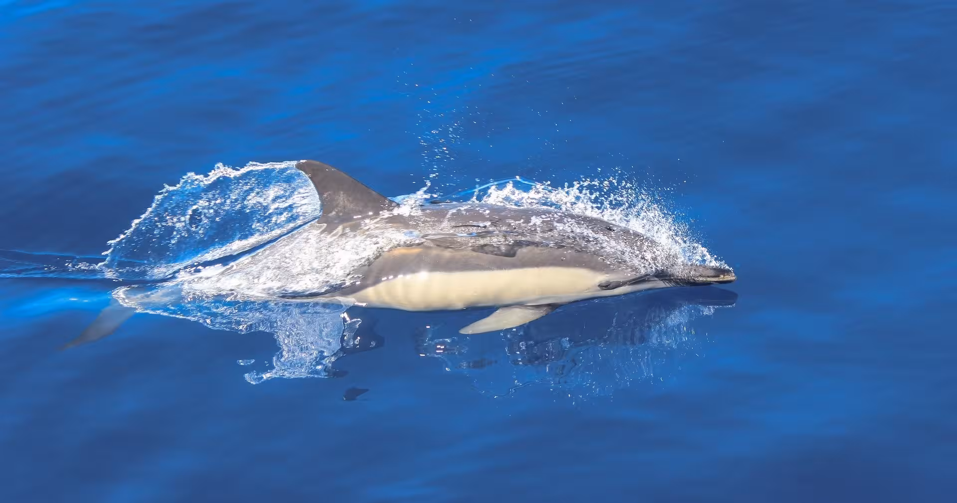 Common dolphin surfacing at high speed in crystal-clear Atlantic Ocean on EXPEDITION Dolphins & Marine Wildlife tour