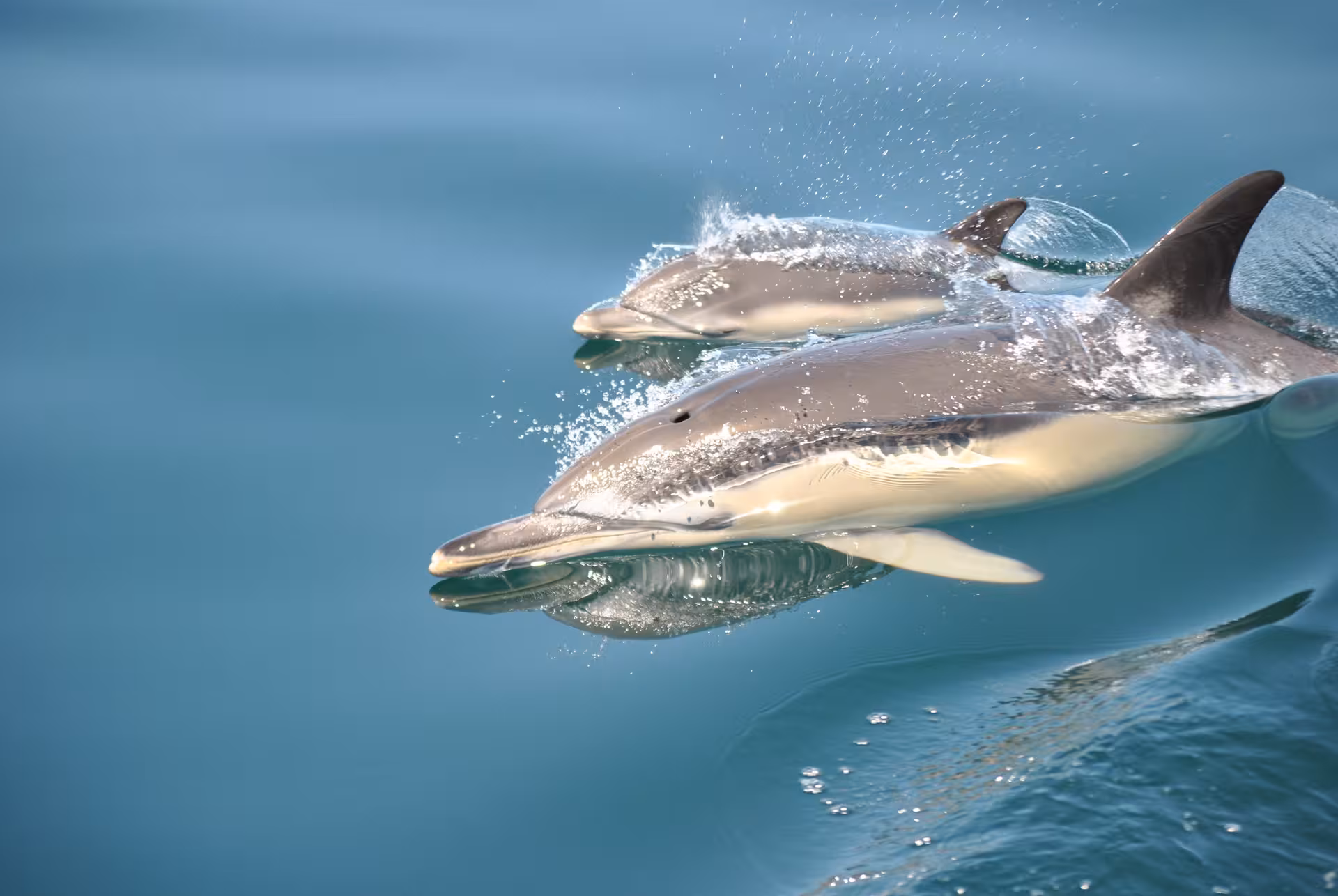 Close-up of two common dolphins surfacing in calm blue ocean water on a guided dolphin watching tour at sea