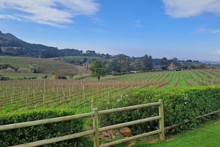 Expansive vineyard landscape in Constantia, showcasing Cape Town's picturesque wine country under a clear blue sky.