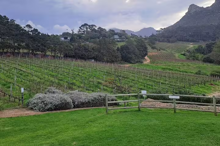 Expansive view of green vineyards in Constantia, framed by majestic mountains under a partly cloudy sky.