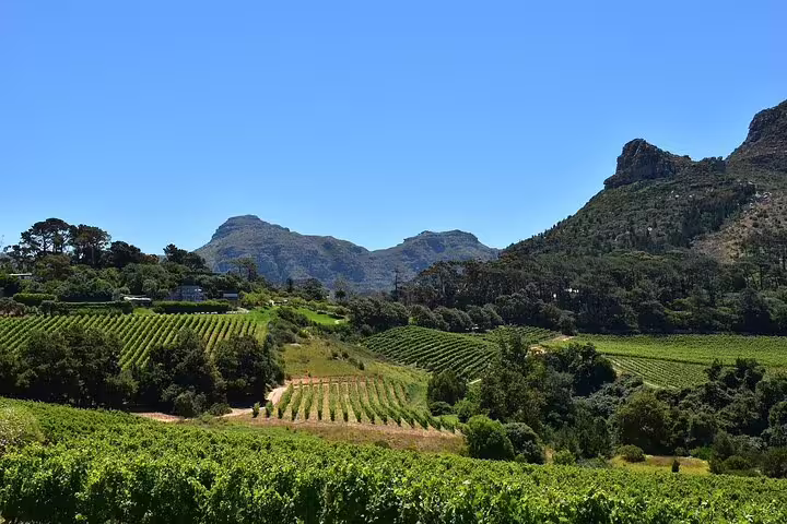 Scenic view of vineyards and mountains in Constantia, Cape Town, showcasing lush greenery and clear blue skies.